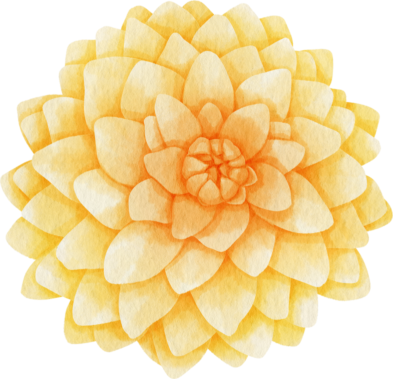 Yellow dahlia flowers watercolor illustration