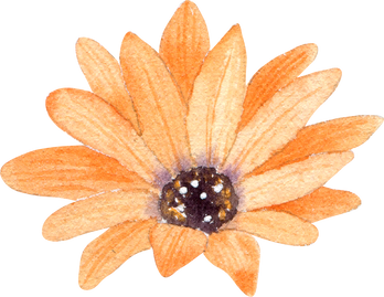 Orange daisy watercolor flower