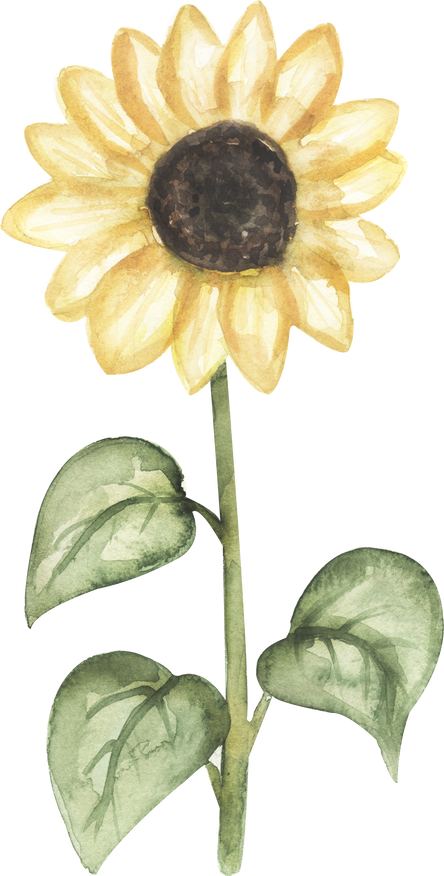 Watercolor sunflower clipart,  wildflowers illustration