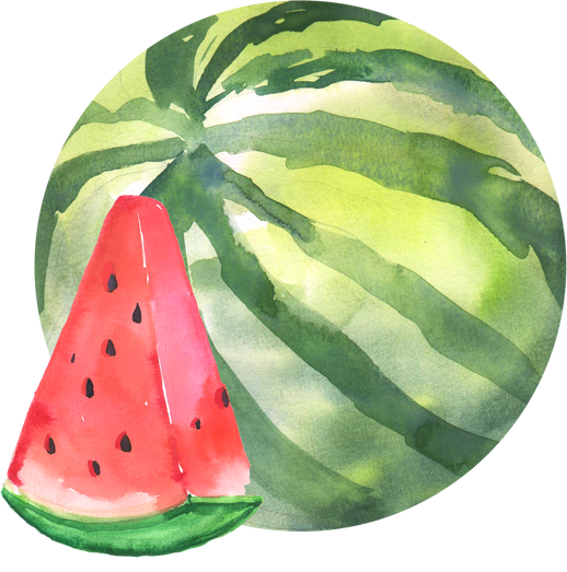 Fresh Watermelon Watercolor Painting Illustration