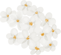 flower small white isolated clipart