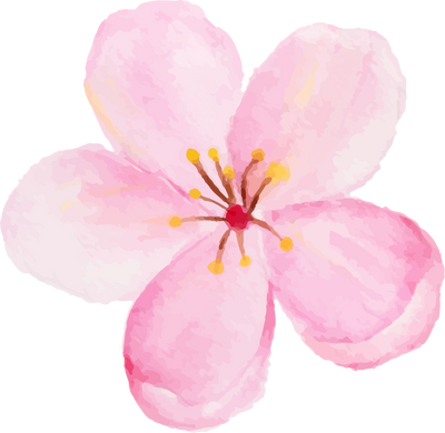 Watercolor sakura flower or cherry blossom.